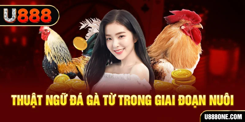 mcw858 xổ số miền bắc 90 ngày